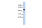 IER5L Polyclonal Antibody