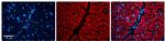 LIS1 Polyclonal Antibody
