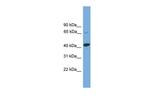 KCTD9 Polyclonal Antibody