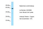 LRRC40 Polyclonal Antibody