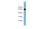 RIC8B Antibody in Western Blot (WB)