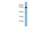 RIC8B Antibody in Western Blot (WB)