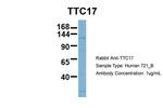 TTC17 Antibody in Western Blot (WB)