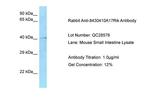 HMCES Antibody in Western Blot (WB)