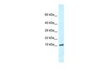 ROMO1 Polyclonal Antibody