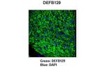 DEFB129 Polyclonal Antibody