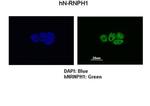 hnRNP H1 Antibody in Immunocytochemistry (ICC/IF)