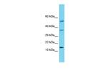 Orexin A Polyclonal Antibody