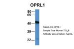 OPRL1 Polyclonal Antibody
