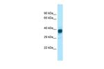 Olfr329-ps Polyclonal Antibody