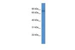COL9A3 Polyclonal Antibody