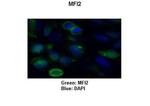 MFI2 Polyclonal Antibody