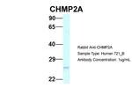 CHMP2A Polyclonal Antibody