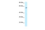 ENTH Polyclonal Antibody