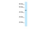 BZW1 Polyclonal Antibody