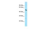DNAJC21 Polyclonal Antibody