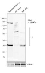 XDH Polyclonal Antibody