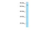 C9orf126 Antibody in Western Blot (WB)