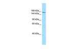 AQR Polyclonal Antibody