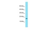 RPS27L Polyclonal Antibody