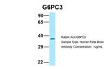 G6PC3 Polyclonal Antibody