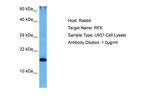 RFK Polyclonal Antibody