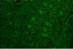 TAAR6 Polyclonal Antibody