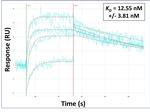 GLTSCR1 Antibody in Surface plasmon resonance (SPR)
