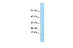 GNG3 Polyclonal Antibody