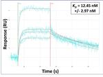 COL6A5 Antibody in Surface plasmon resonance (SPR)