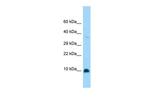 GNG4 Polyclonal Antibody