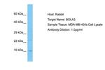 BOLA3 Antibody in Western Blot (WB)
