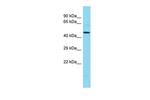 MLIP Polyclonal Antibody