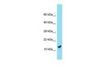 C9orf116 Polyclonal Antibody