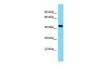 C16orf91 Polyclonal Antibody