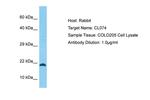PLEKHG7 Antibody in Western Blot (WB)
