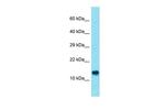 ATP11AUN Polyclonal Antibody