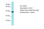 C1orf141 Antibody in Western Blot (WB)