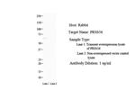 PRSS56 Antibody in Western Blot (WB)