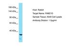 FAM21A Antibody in Western Blot (WB)