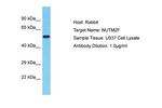 NUTM2F Polyclonal Antibody