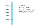 MZT1 Polyclonal Antibody
