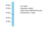OR56A3 Polyclonal Antibody