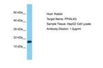 PPIAL4G Polyclonal Antibody