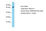 REXO1L1 Polyclonal Antibody