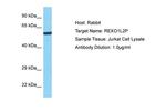 REXO1L2P Polyclonal Antibody