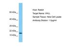VHLL Polyclonal Antibody