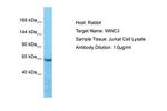 WWC3 Polyclonal Antibody