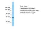 GOLGA6L1 Antibody in Western Blot (WB)