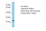 MTMR11 Antibody in Western Blot (WB)